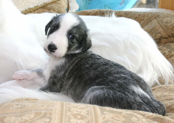Talisman of Orion four weeks Silken Windhound