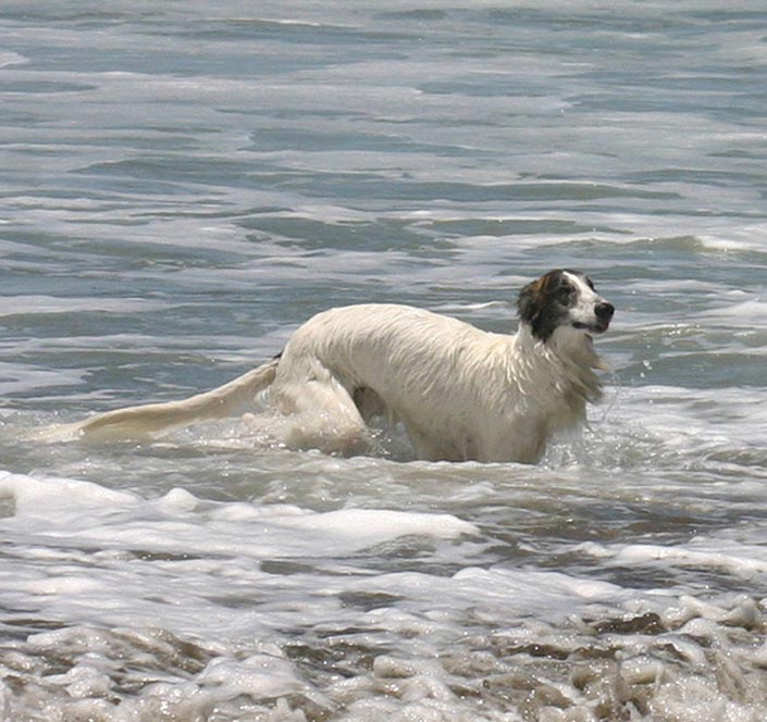 Loki the Silken WIndhound plays in the Ocean off the coast of California