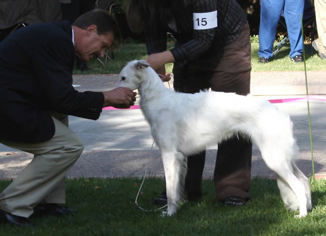 Ronan the Silken Windhound being examined by a judge at a dog show