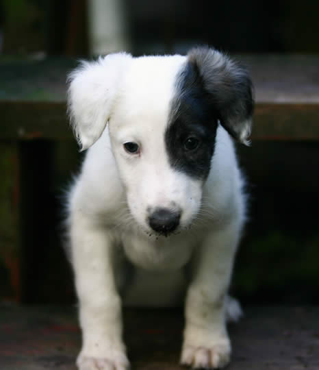 Orbit Talisman Silken Windhound puppy