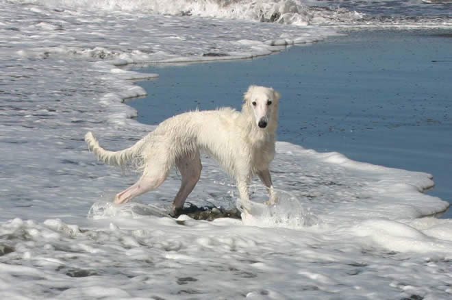 Ronan the Talisman Silken Windhound playing in the ocean waves off the coast of California
