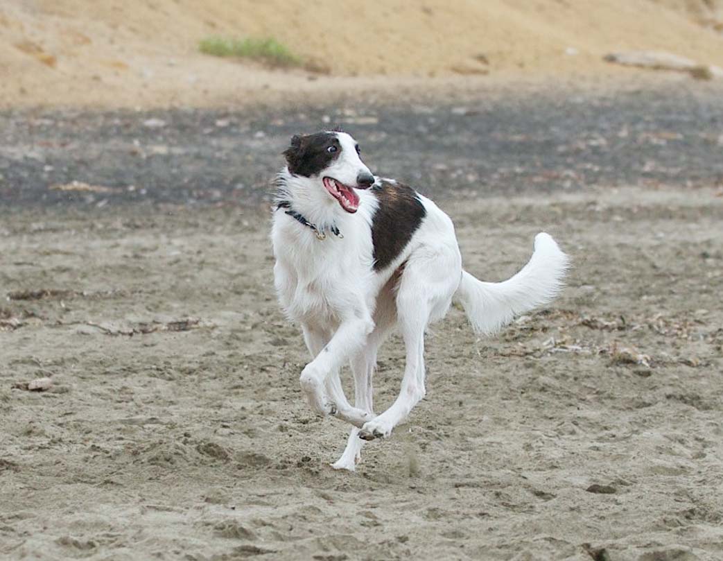 Falkor Silken Windhound 