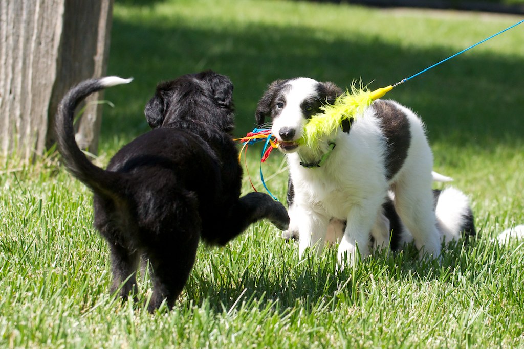 Falkorand Sasha Silken Windhound puppies play with lure