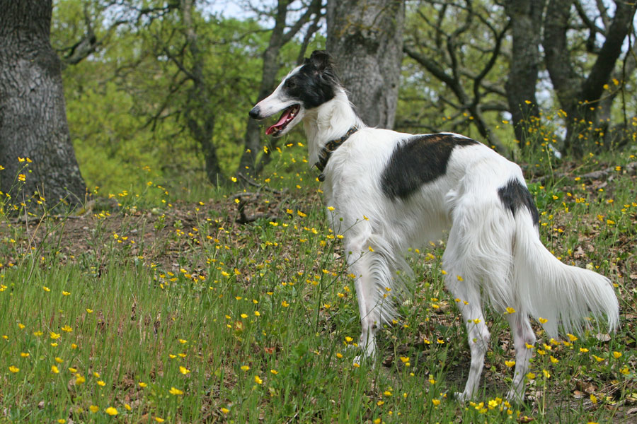 Falkor the Silken Windhound 