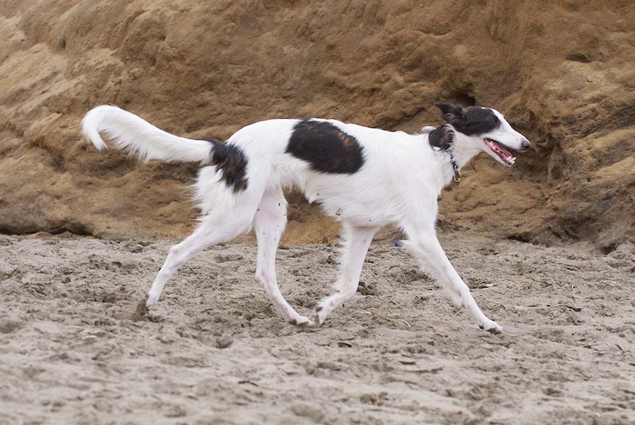 Falkor Silken Windhound Trot