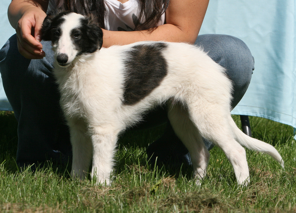 Falkor the Windhound Puppy Stacked