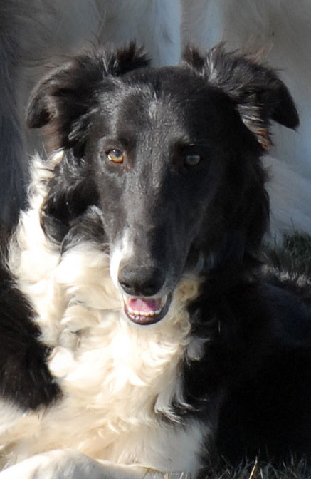 Caliban the Silken WIndhound, dog, Long Haired,Borzoi,Whippet