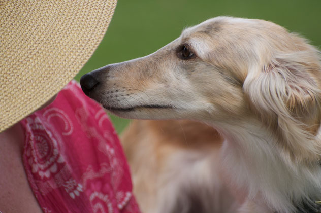 Maya, Silken Windhound Profile