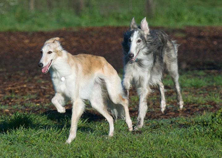 Maya and Surfer, two Silken Windhounds