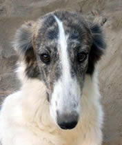 Silken WIndounds Sony